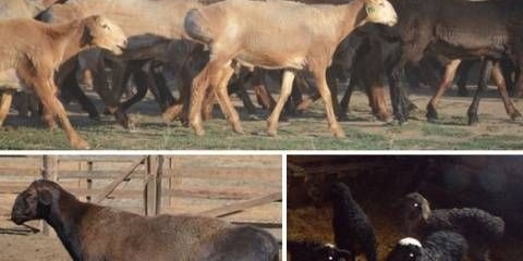 Edilbaevsky ovce: recenzije, karakteristike